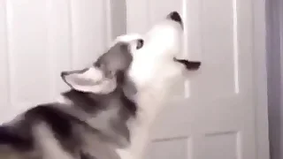 Gay Porn Tube 1